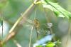 Sympetrum striolatum